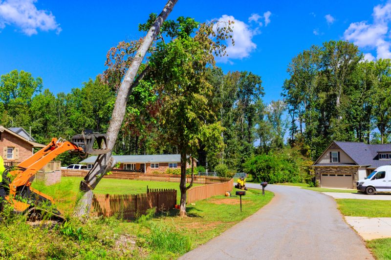 Olive Tree Removal detail