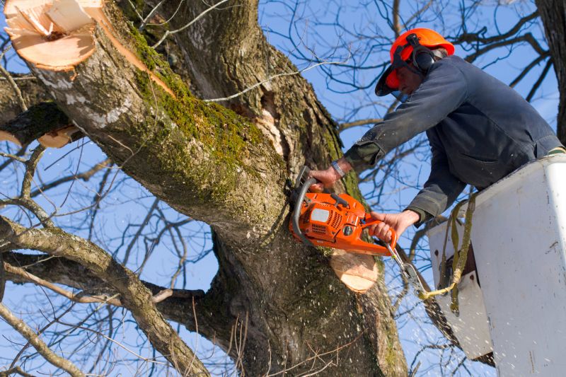 Olive Tree Removal detail