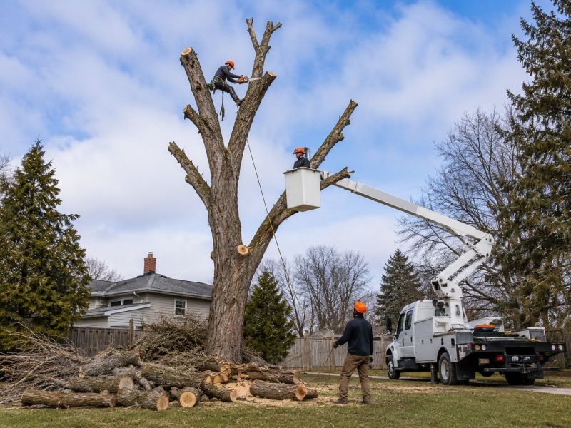 Palm Tree Removal in Montgomery County, PA